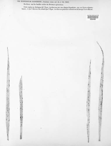 Hysterium robergei image